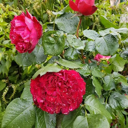 Couette-café Chateau De L'allee