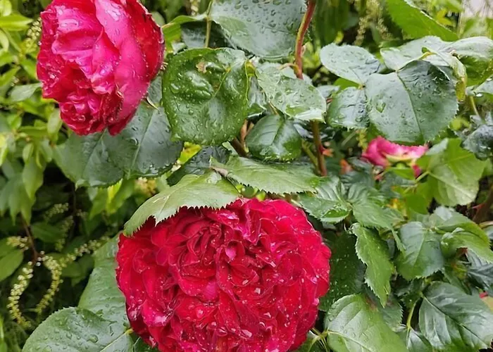 Chateau De L'allee * Gontaud-de-Nogaret