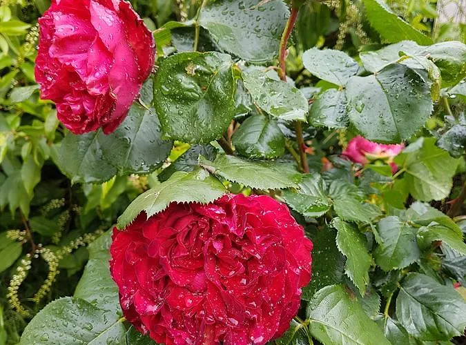 Oda ve Kahvaltı Chateau De L'allee